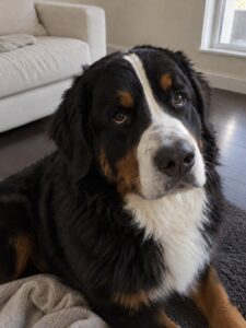 黒い床と白い大きなソファで普段どおり過ごす犬のイメージ