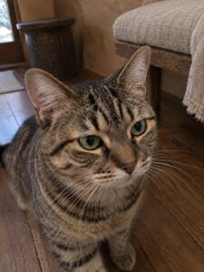 土壁と木のベンチで普段どおり過ごす猫のイメージ