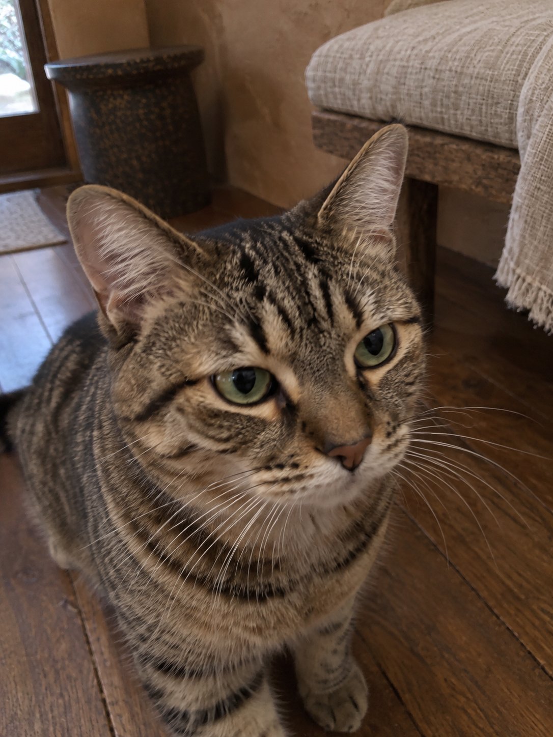 慎重な猫ちゃんのお世話を初めて頼む｜接触より普段の生活を大切に