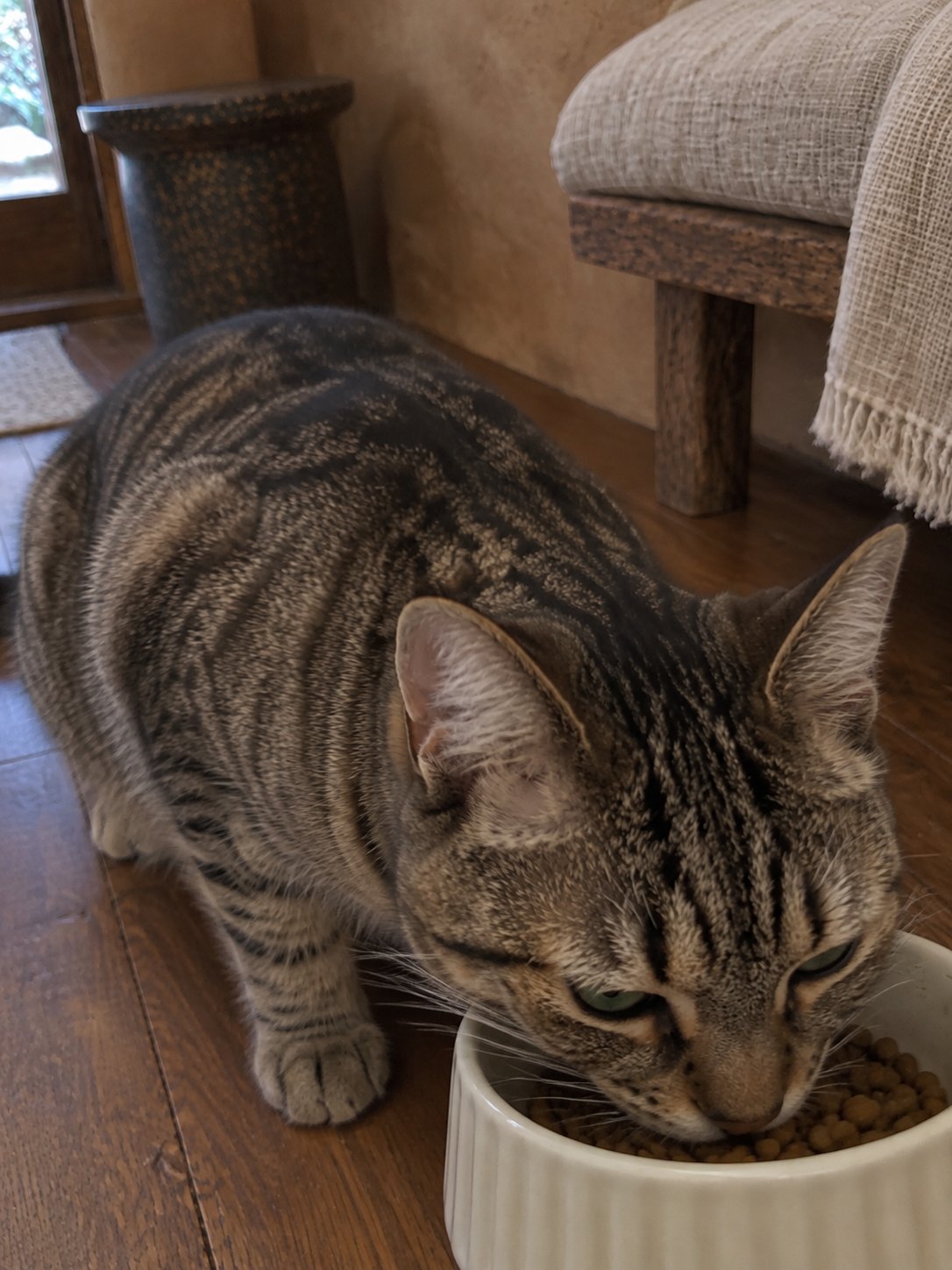 土壁と木のベンチでごはんを食べる猫のイメージ