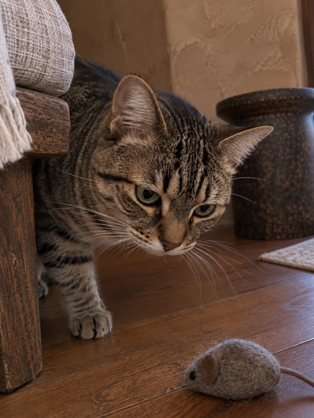 土壁と木のベンチで室内の様子を確かめる猫のイメージ