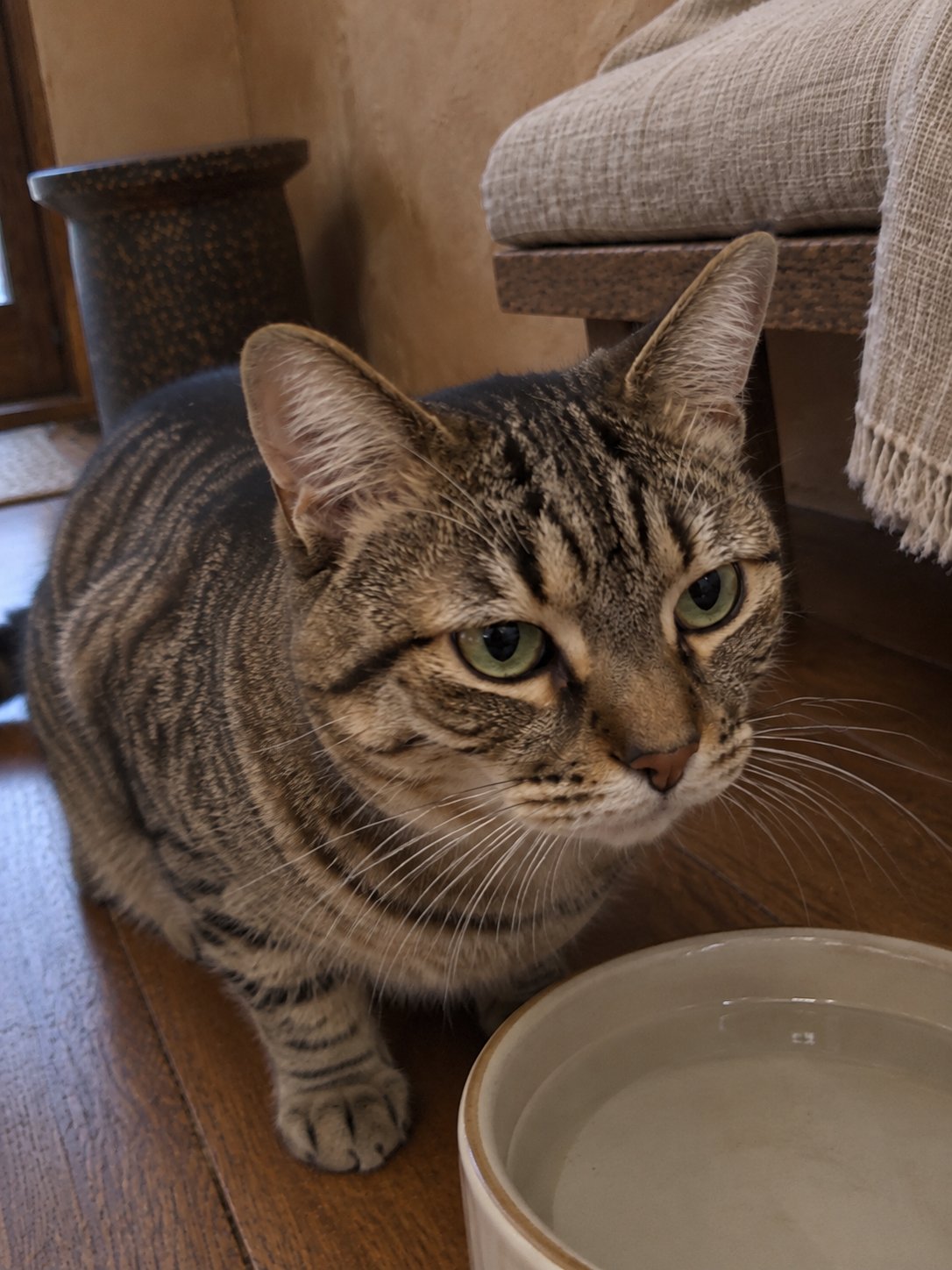 土壁と木のベンチで水飲み場のそばで過ごす猫のイメージ