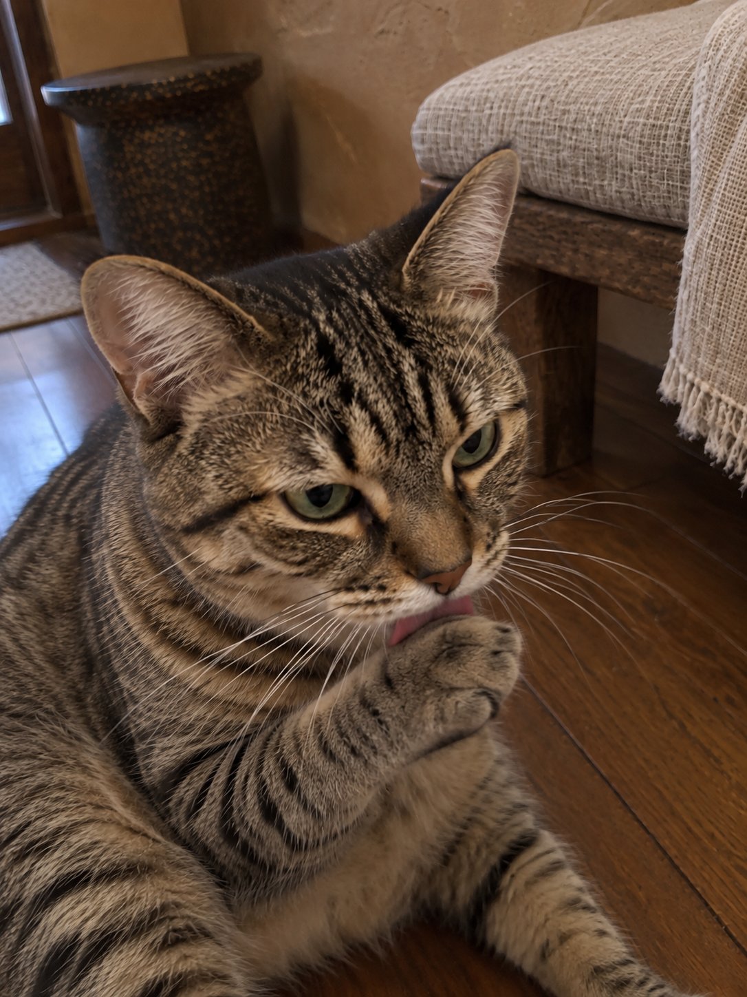 土壁と木のベンチで夕方にくつろぐ猫のイメージ