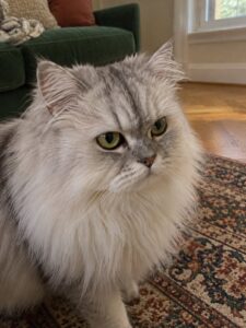 深緑のソファと柄のじゅうたんで普段どおり過ごす猫のイメージ