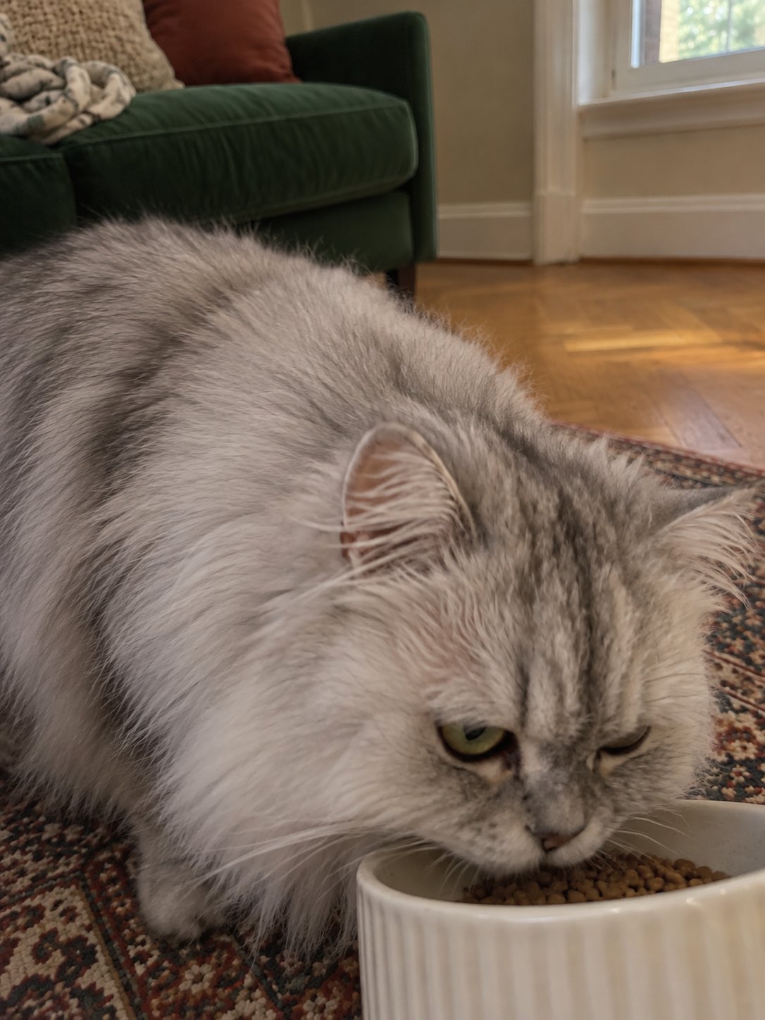 深緑のソファと柄のじゅうたんでごはんを食べる猫のイメージ
