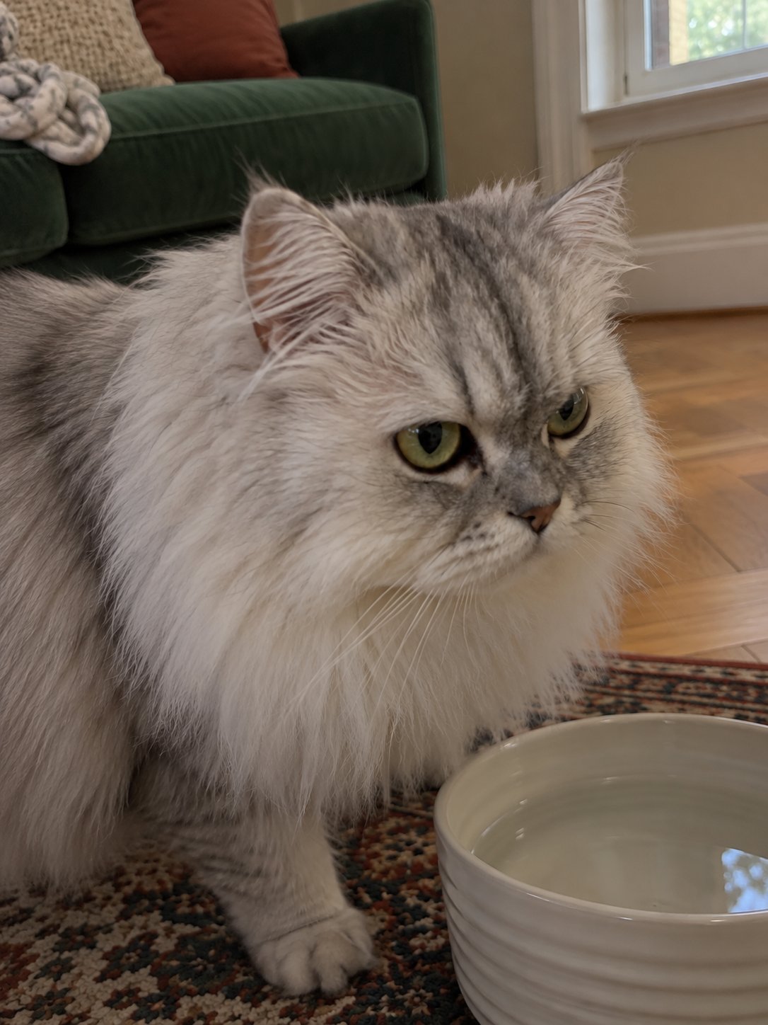 深緑のソファと柄のじゅうたんで水飲み場のそばで過ごす猫のイメージ