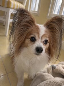 黄色いサンルーム風の部屋で普段どおり過ごす犬のイメージ