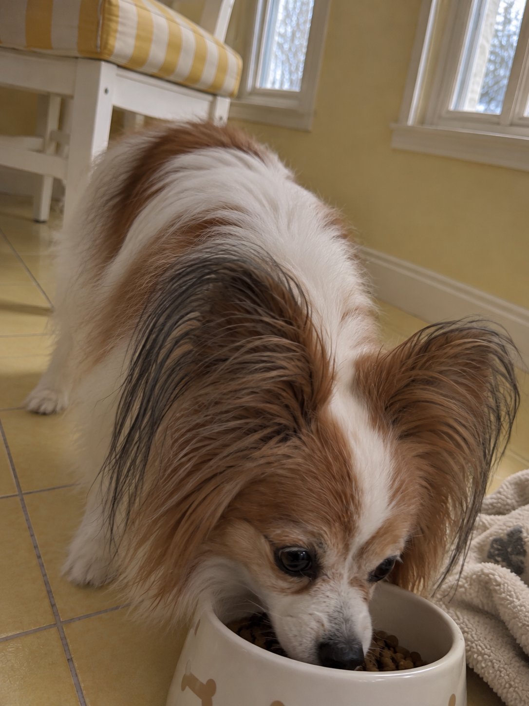 黄色いサンルーム風の部屋でごはんを食べる犬のイメージ
