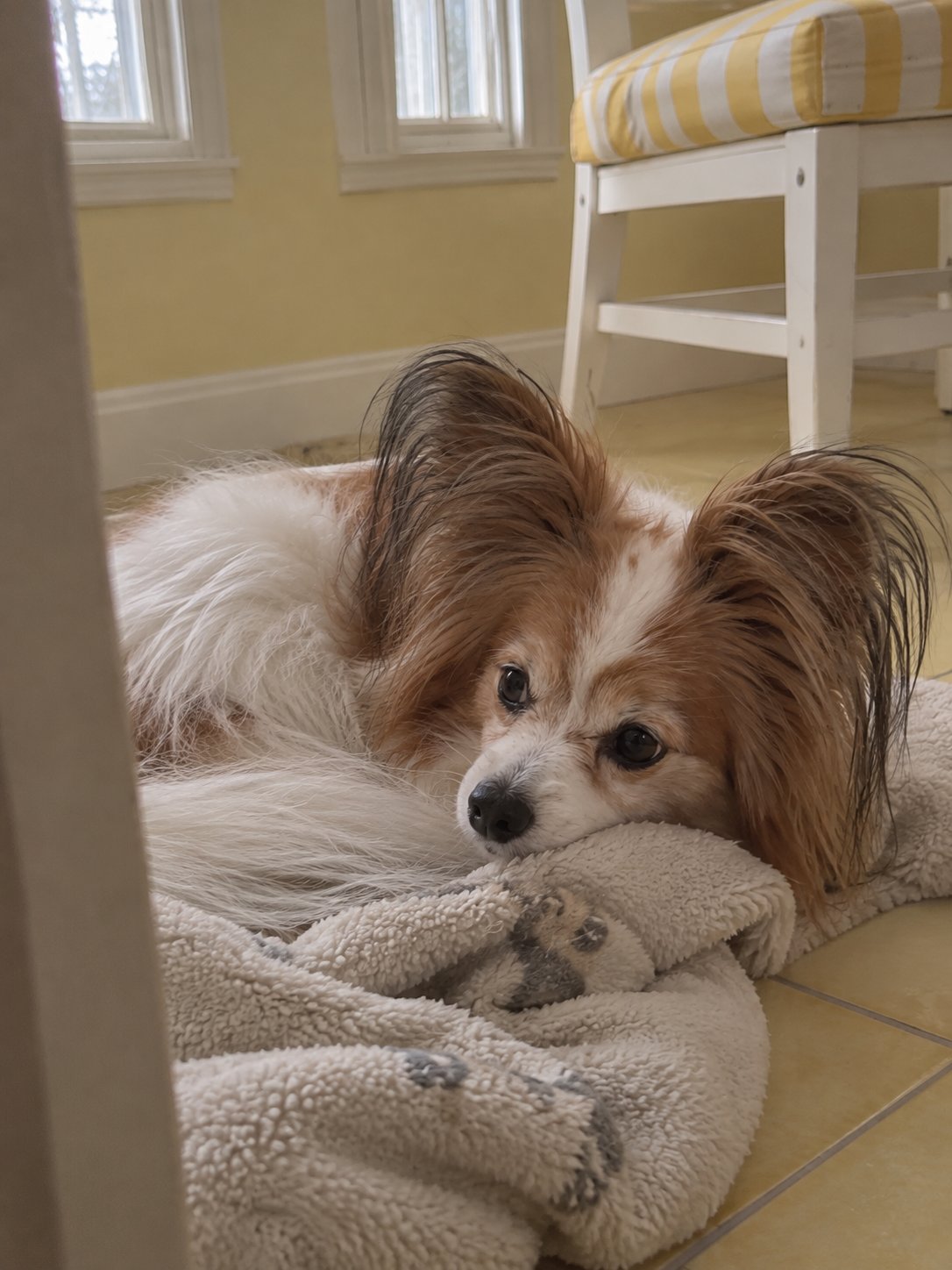 黄色いサンルーム風の部屋で休んでいる犬のイメージ