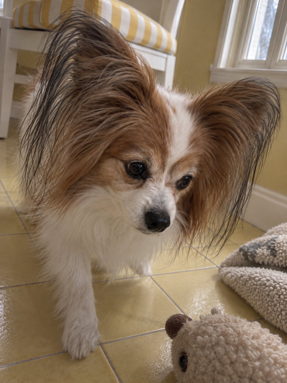 黄色いサンルーム風の部屋で室内の様子を確かめる犬のイメージ