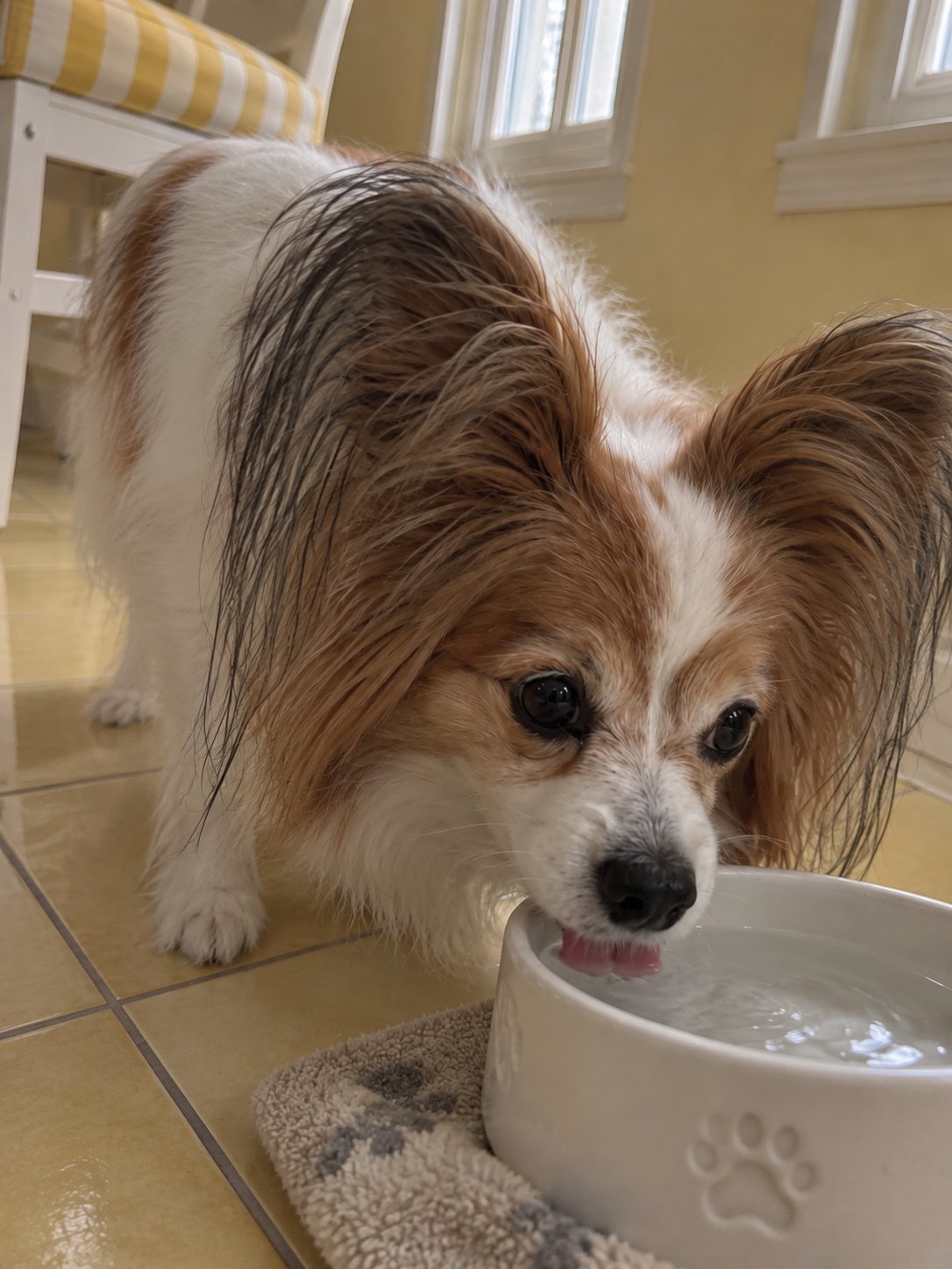 黄色いサンルーム風の部屋で水飲み場のそばで過ごす犬のイメージ