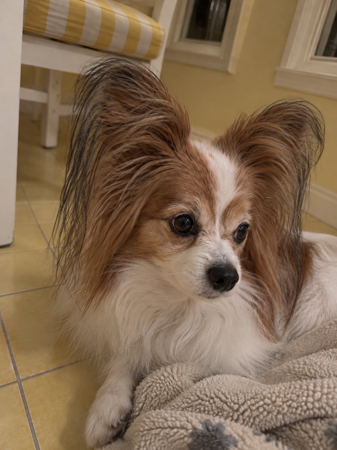 黄色いサンルーム風の部屋で夕方にくつろぐ犬のイメージ
