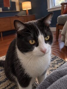 濃い青と赤みの床で普段どおり過ごす猫のイメージ