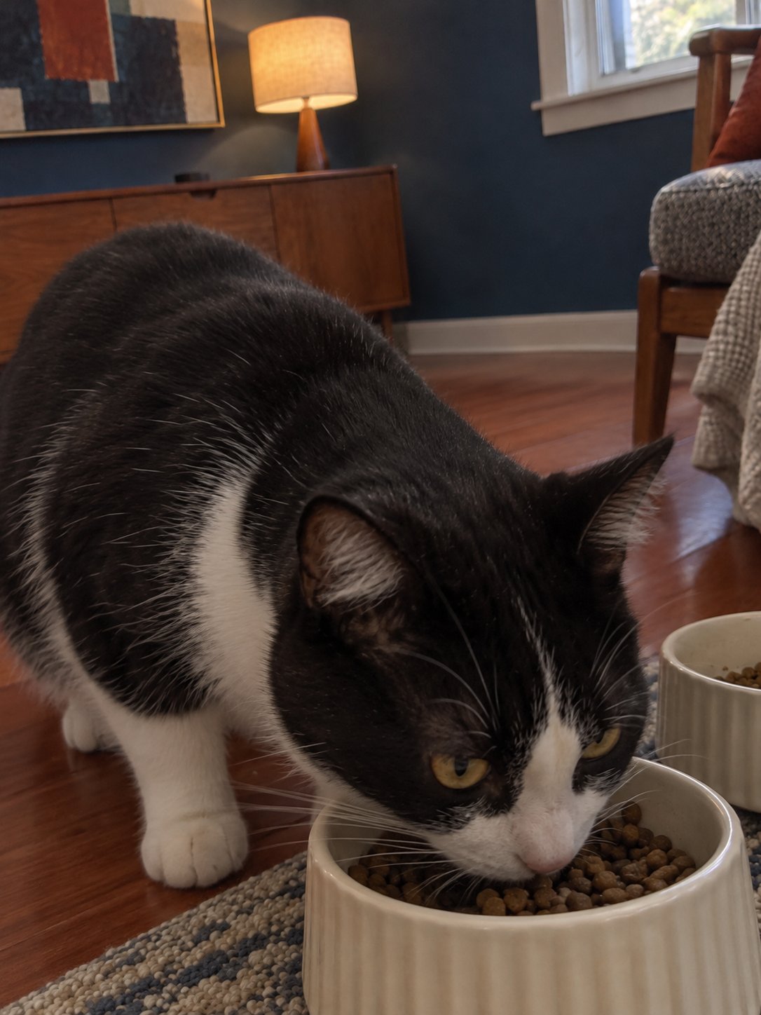 濃い青と赤みの床でごはんを食べる猫のイメージ
