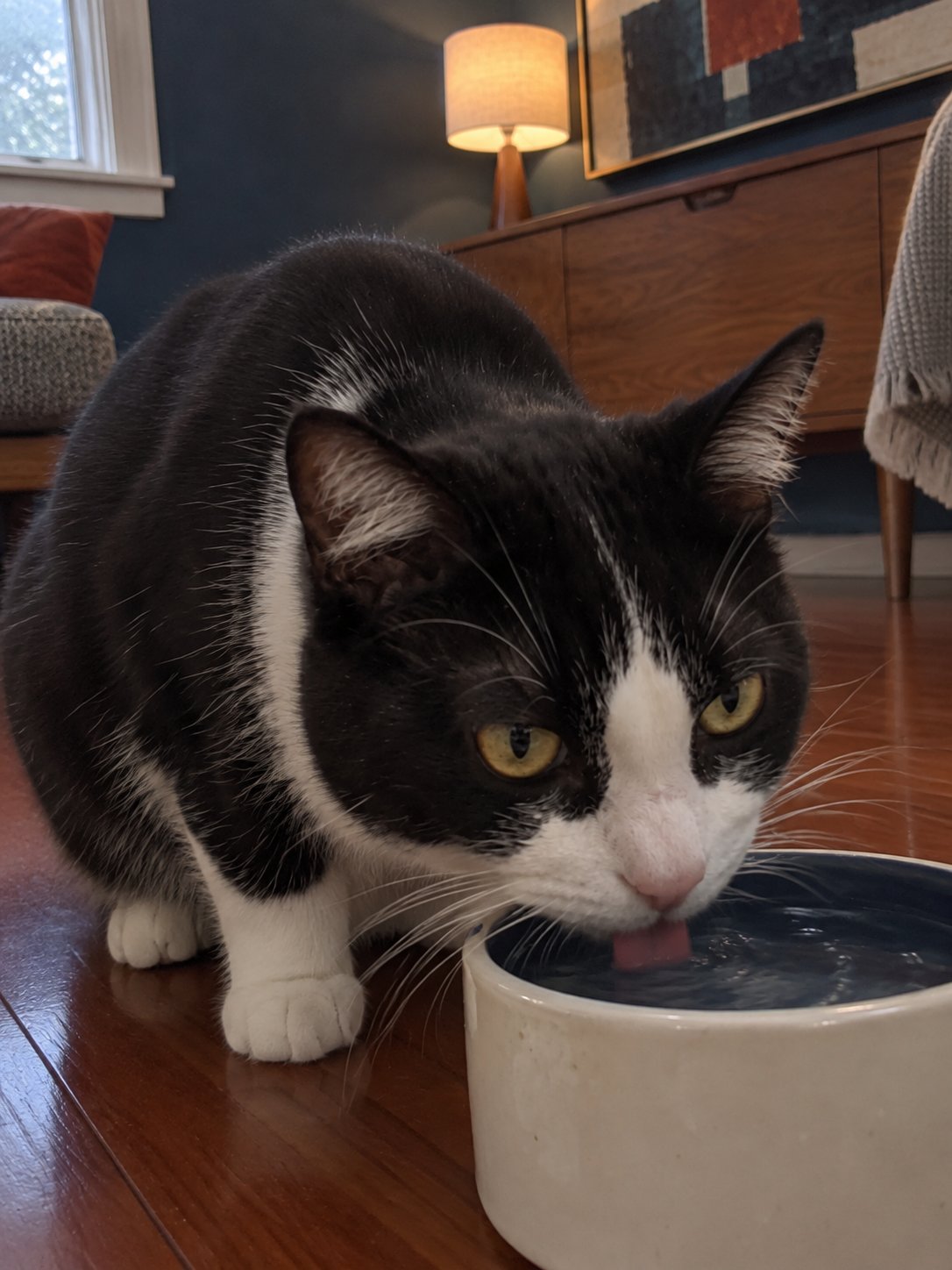 濃い青と赤みの床で水飲み場のそばで過ごす猫のイメージ