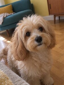 柑橘色の明るいミッドセンチュリーで普段どおり過ごす犬のイメージ