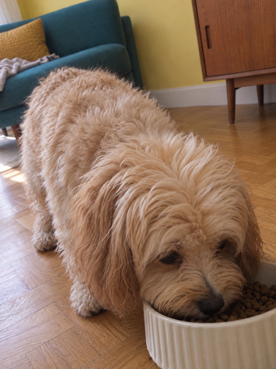 柑橘色の明るいミッドセンチュリーでごはんを食べる犬のイメージ