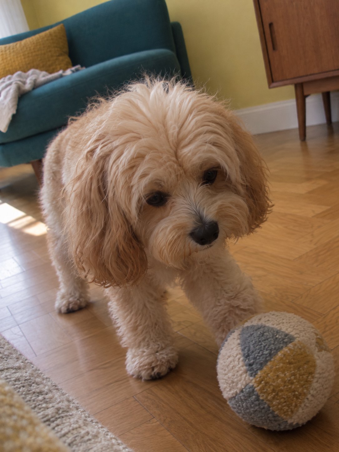 柑橘色の明るいミッドセンチュリーで室内の様子を確かめる犬のイメージ