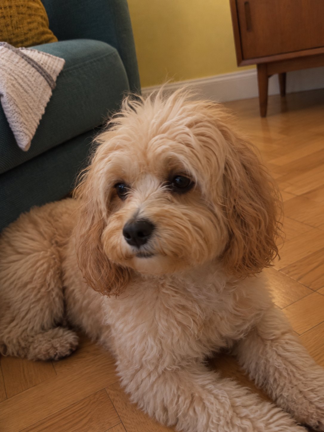 柑橘色の明るいミッドセンチュリーで夕方にくつろぐ犬のイメージ