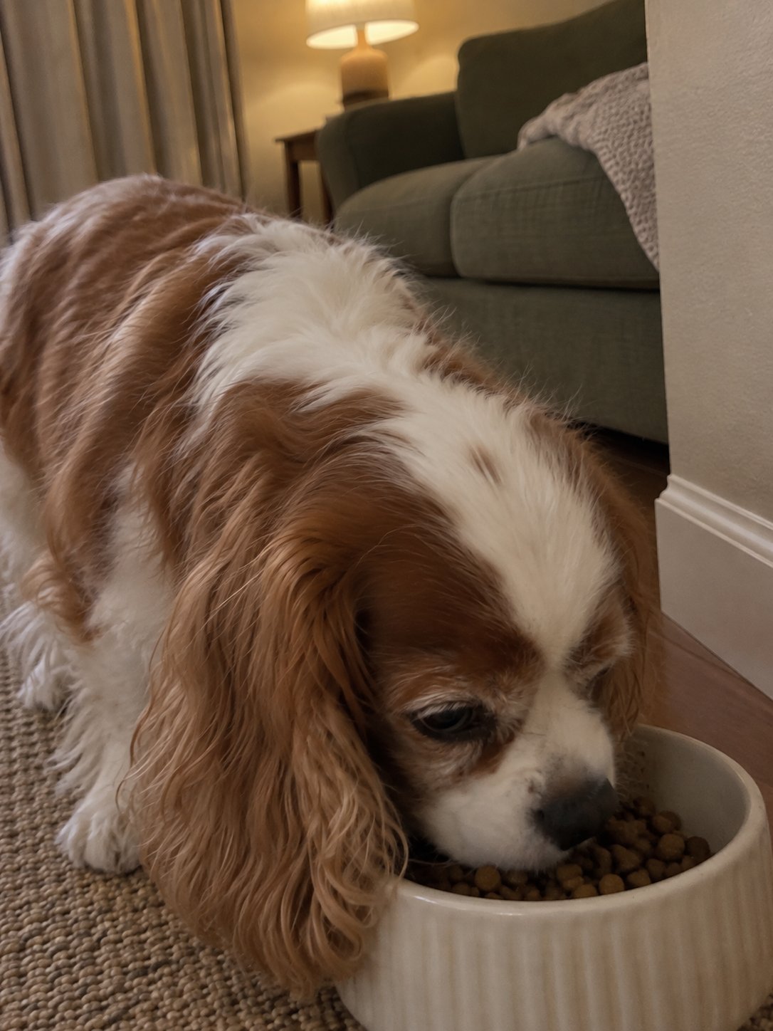 オリーブ色と夜の照明でごはんを食べる犬のイメージ