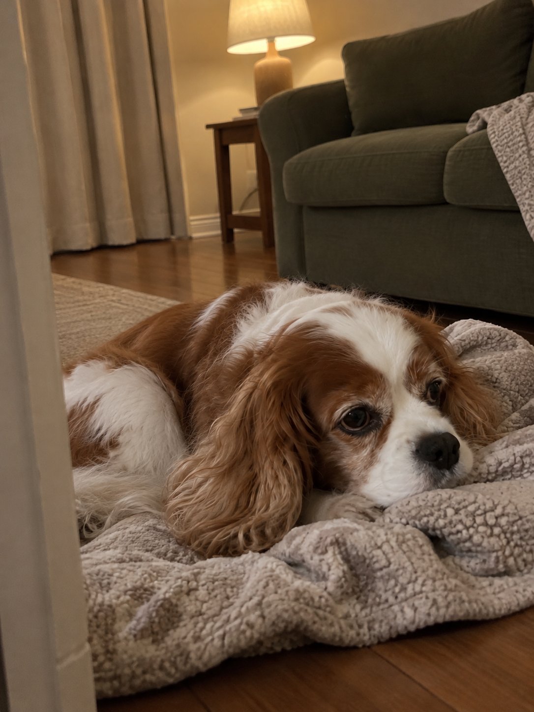 オリーブ色と夜の照明で休んでいる犬のイメージ
