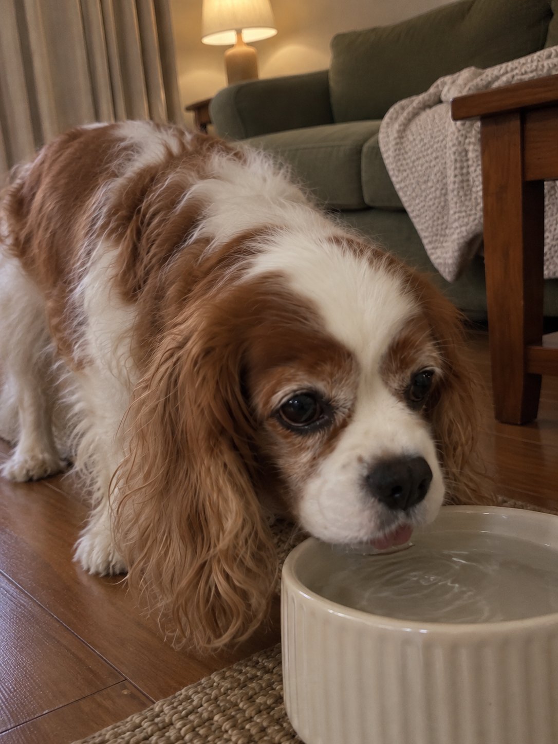 オリーブ色と夜の照明で水飲み場のそばで過ごす犬のイメージ